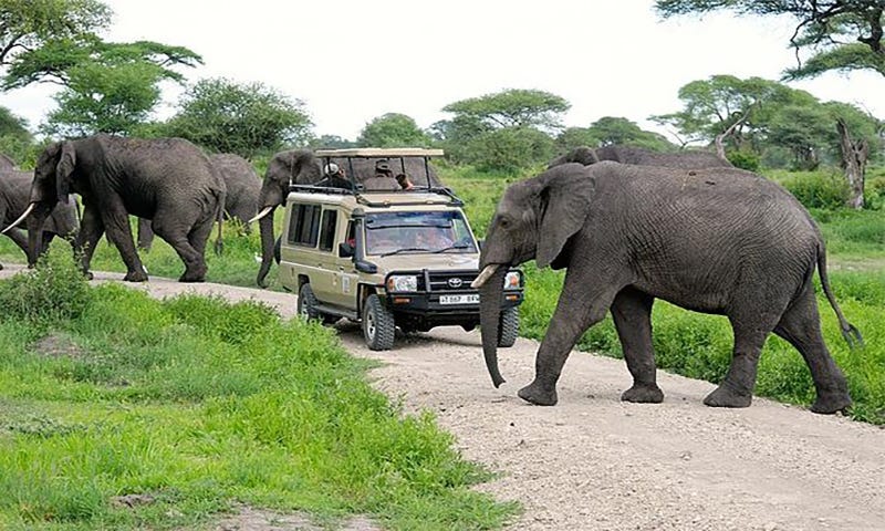 Kenya Wildlife Safari Tour