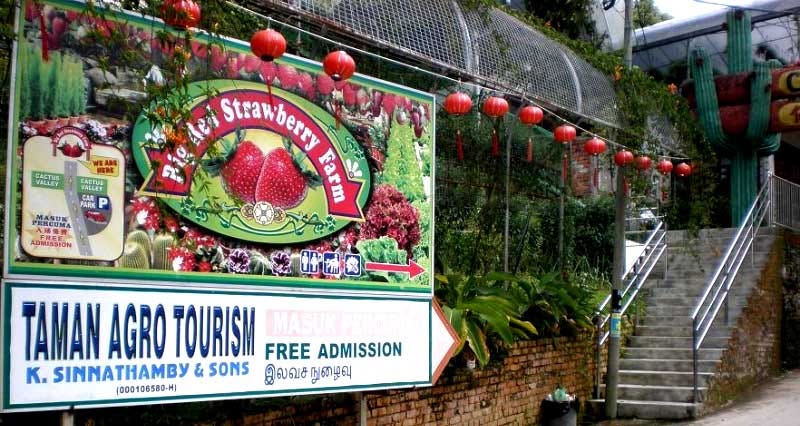 big red strawberry farm cameron highlands