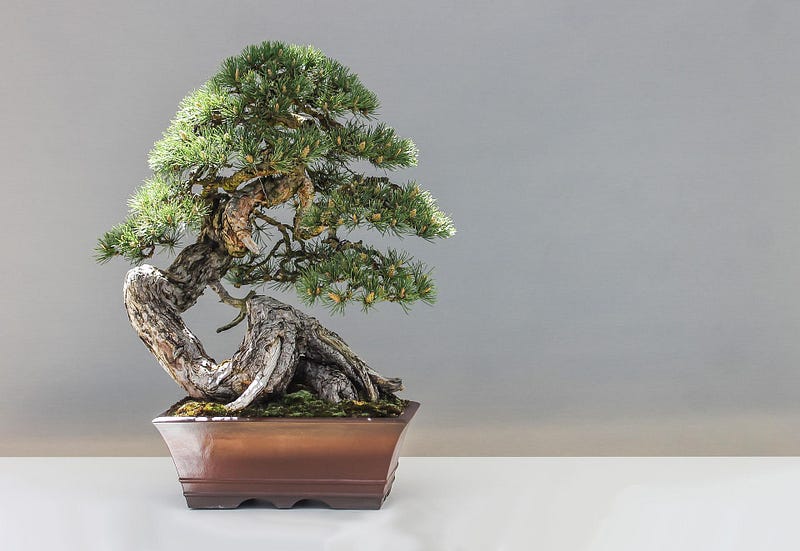 Bonsai pine. It takes a lot of gaman to produce a bonsai tree.