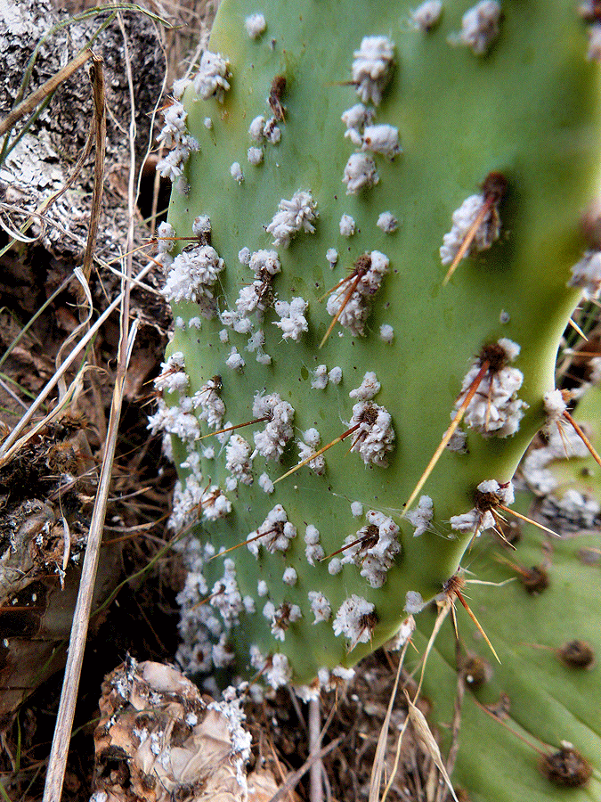 Paint It Red: Cochineal, the Wonder Bug – John Zip Lehnus – Medium