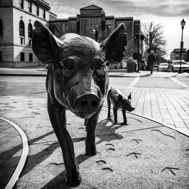 A street scene in Asheville, North Carolina with bronze pigs in the foreground.