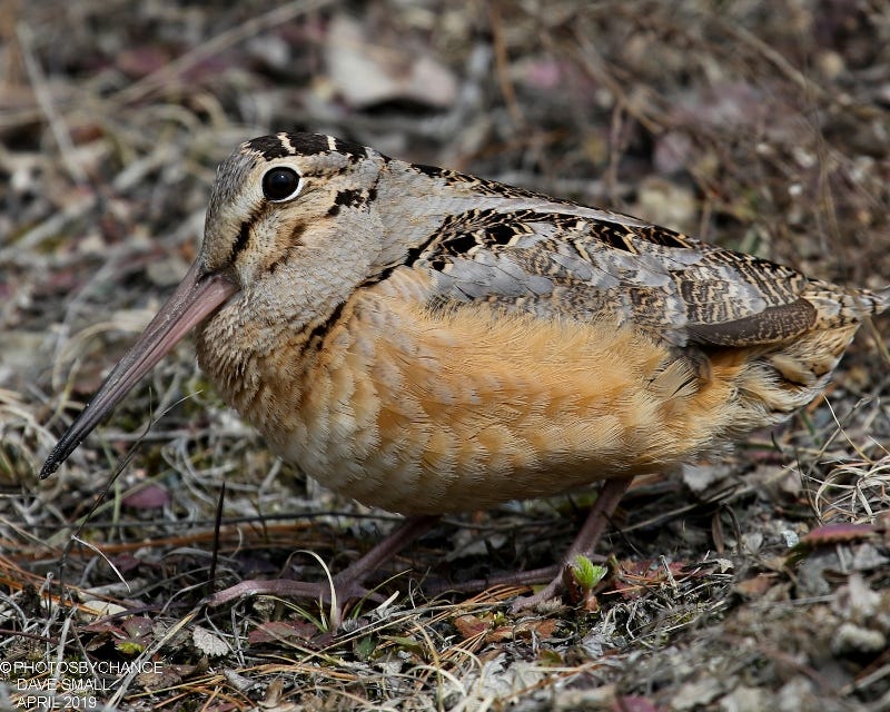 The American Woodcock (Scolopax minor), nicknamed the timberdoodle or bogsucker.