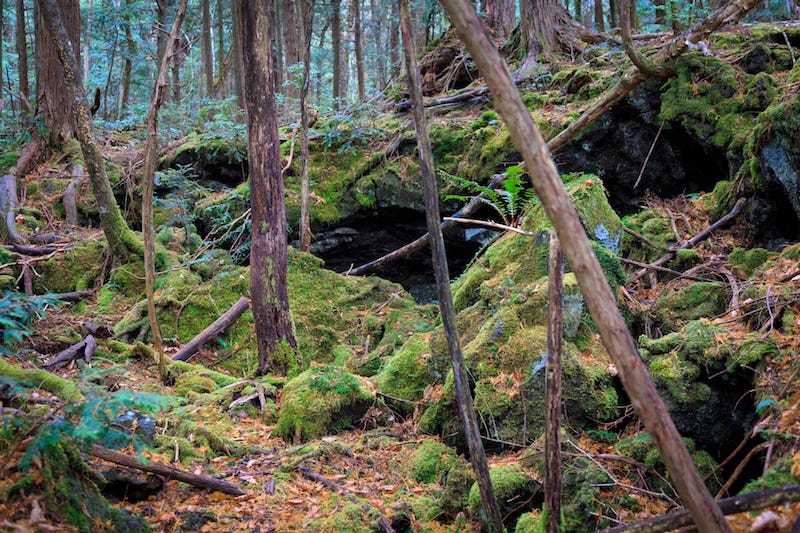 The “sea of trees” at Yamanashi Prefecture’s Aokigahara forrest