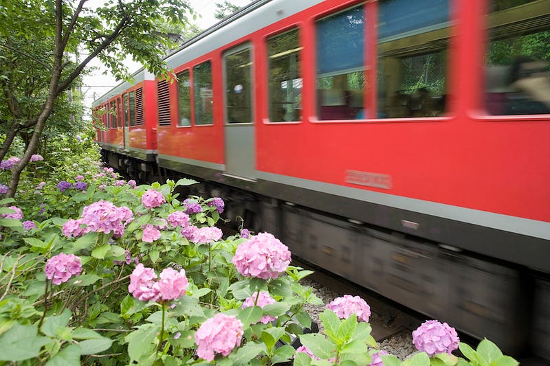 The Hakone Tozan Railway passes by some hydrangeas in Kanagawa Prefecture