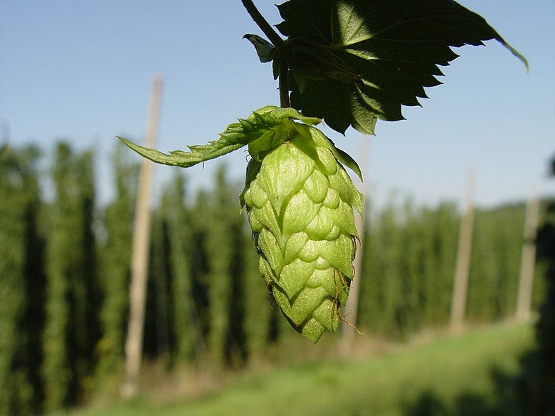 Hops share some of the same terpeness that cannabis has.
