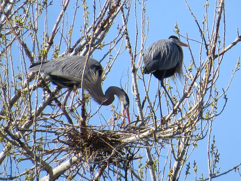 One heron works to build a nest while another moves in the opposite direction.