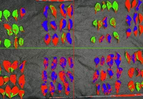 Spectral images of plant leaves for deep learning