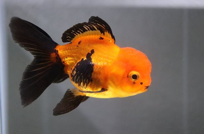 Why buy Goldfish online in the USA