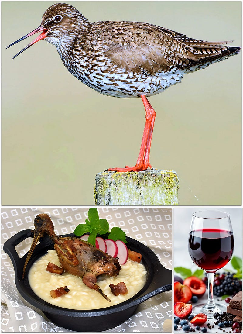 The Scarlet Sentinel of the Wetlands: The Redshank’s Story