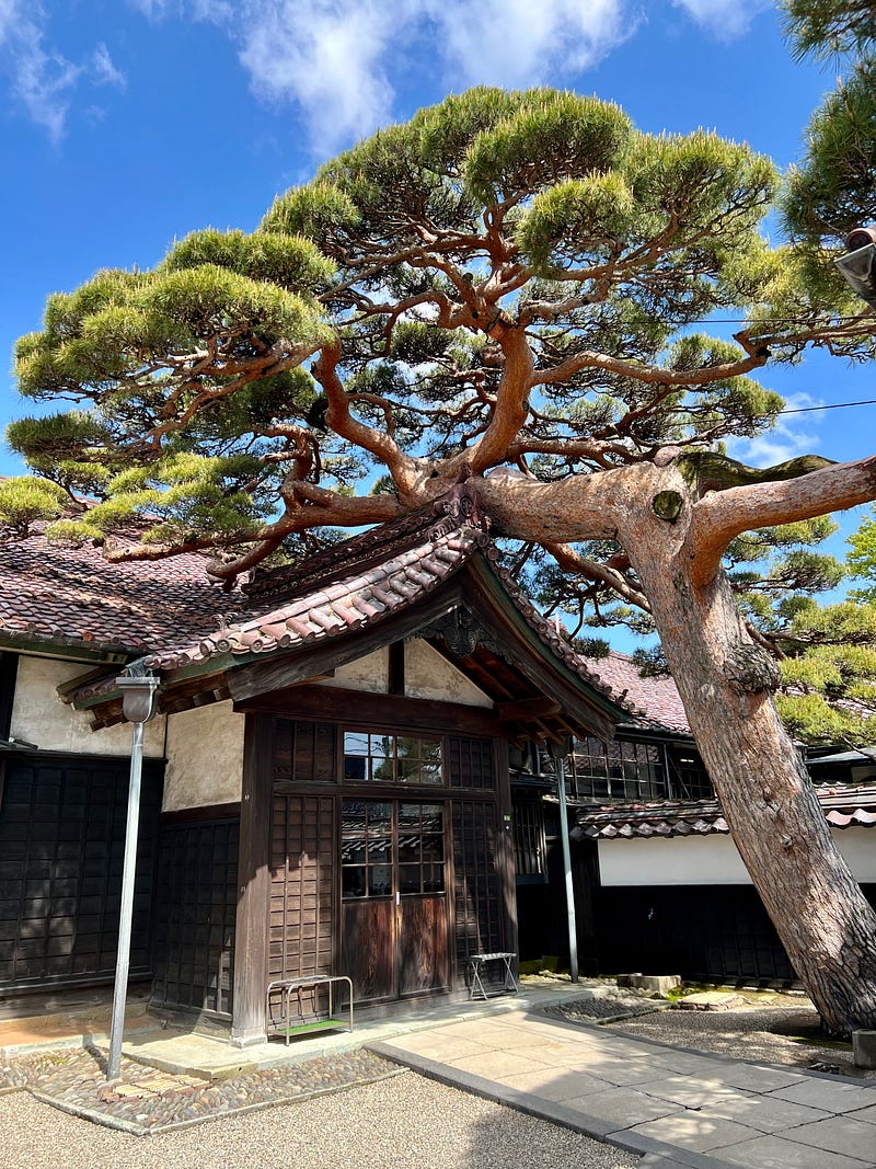 Large pine tree overshadowing entrance to traditional Japanese house. Honma residence, Sakata, Yamagata.