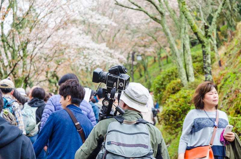 A crowd observes the beautiful cherry blossoms of Nara Prefecture’s Mt. Yoshino