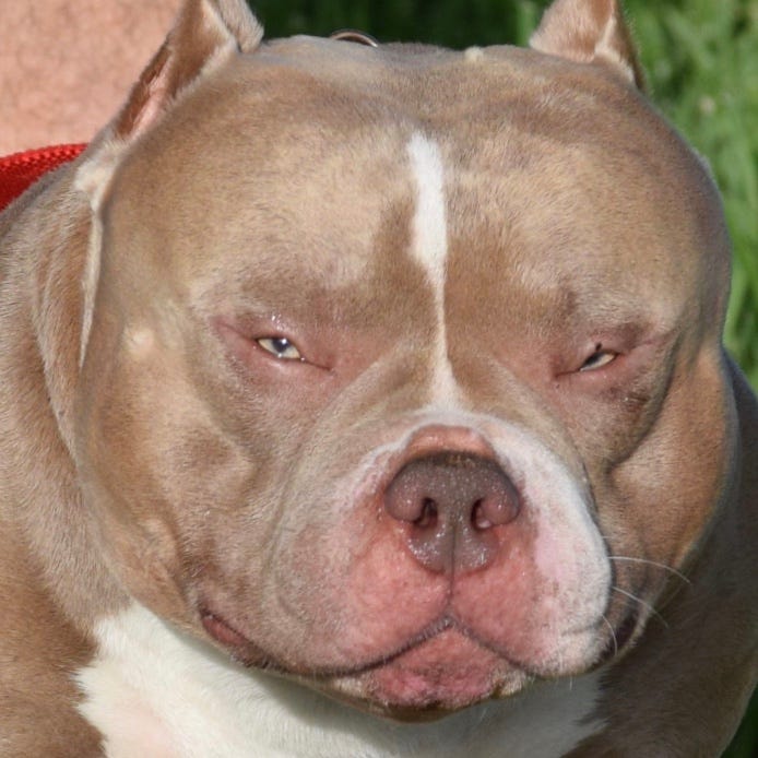 TOP AMERICAN BULLY STUD LOUIS V LINE’S VENOM – BULLY KING Magazine – Medium