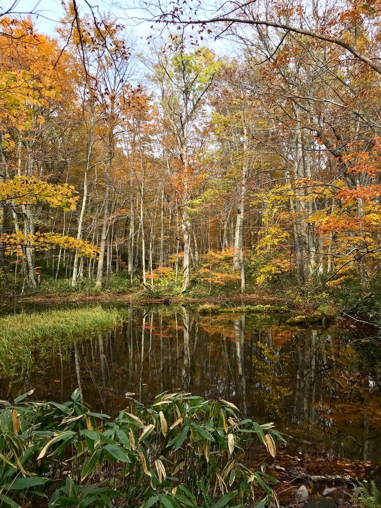 Still pond reflecting beech trees and colored leaves.