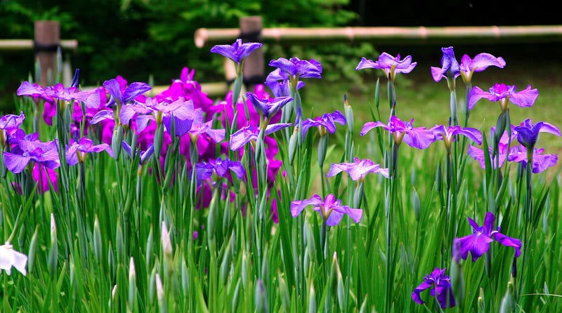 Irises bloom in May and have long been associated with Children's Day.
