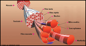 Contraccion muscular tipos