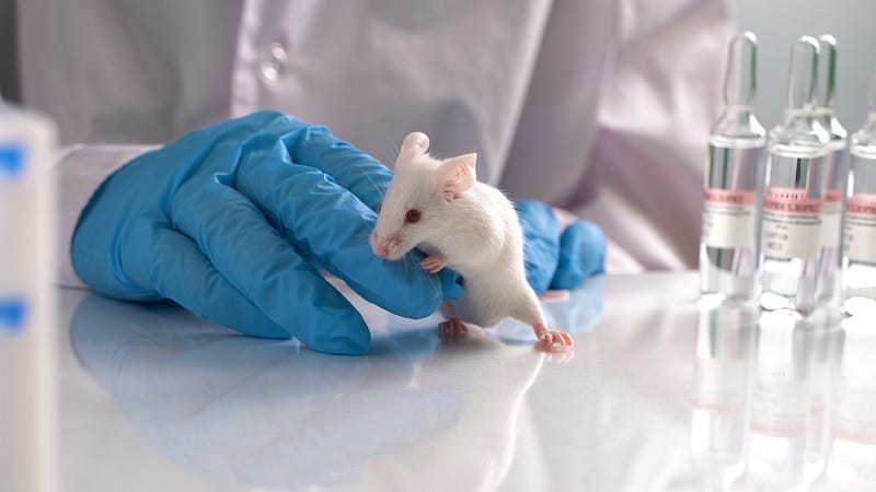 medical research animal testing