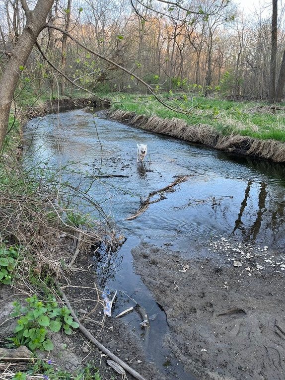 Dog running in creek.