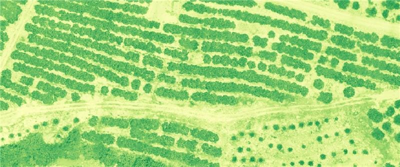 Predicting Disease and Yield Loss in Orange Orchards Using Multispectral Data