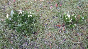 Image of Snowdrops