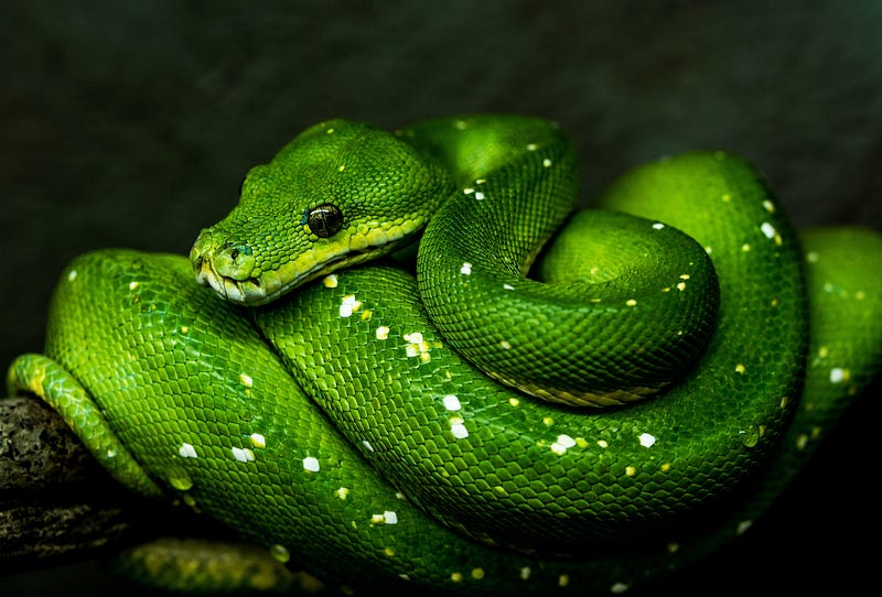 A curled up green python.