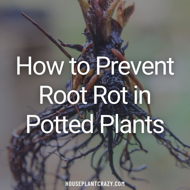 image of roots that are affected with root rot.