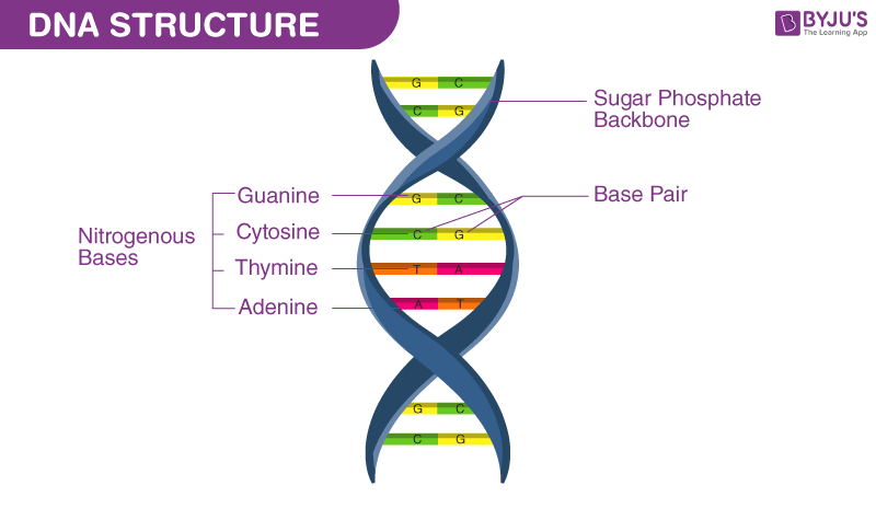 When DNA Meets AI: Can Algorithms Read the Language of Life?