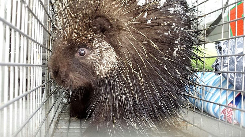 Oscar the destructive little porcupine