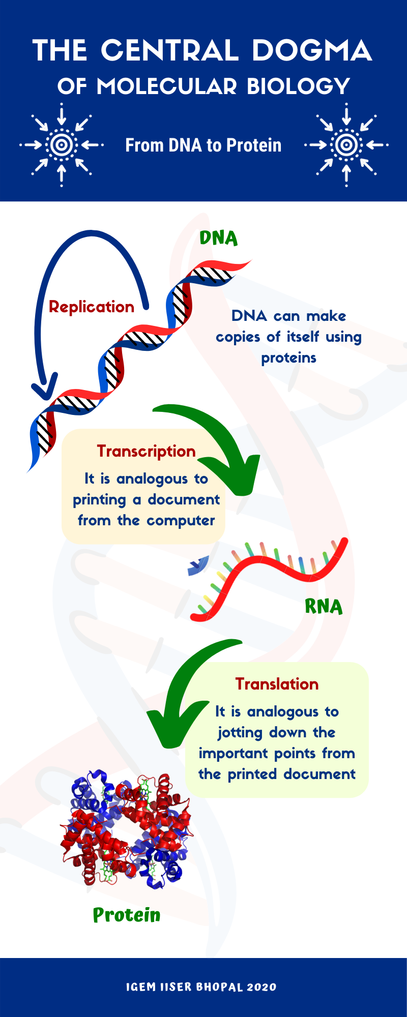 Schematic of the conversion of sequence information from DNA to Protein
