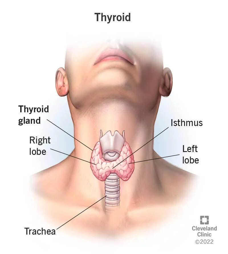Thyroid Image : Image Source: my.clevelandclinic.org