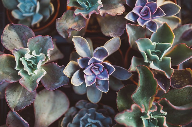Succulents by Brooke Cagle from Unsp