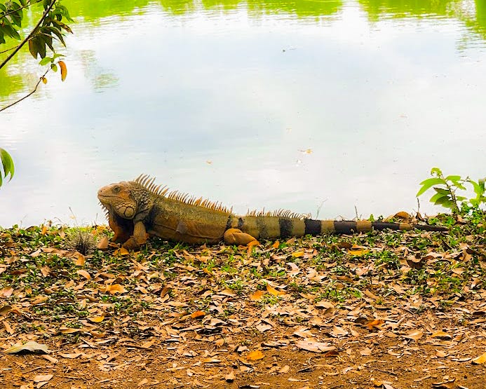 Large iguana lying horizontally on dirt and dried leaves, next to a lake or pond.
