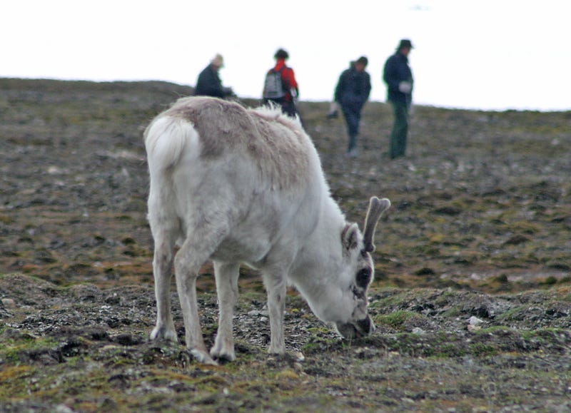 10 things you never knew about reindeer – BBSRC – Medium