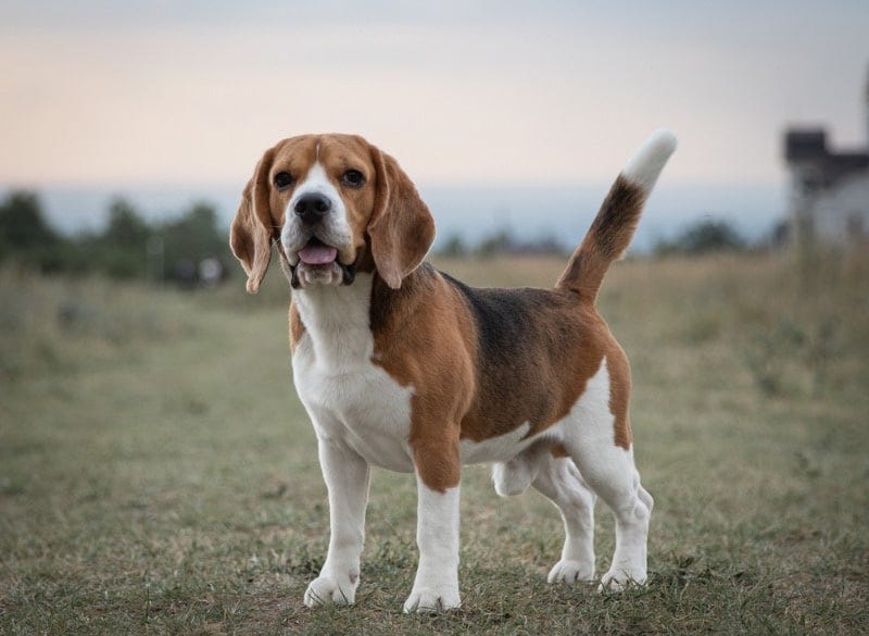 Beagle