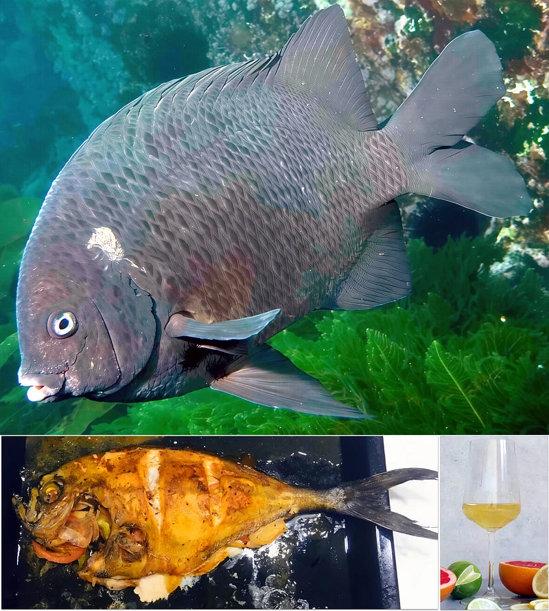 Shadow Sovereign of the Kelp Forest: The New Zealand Black Angelfish