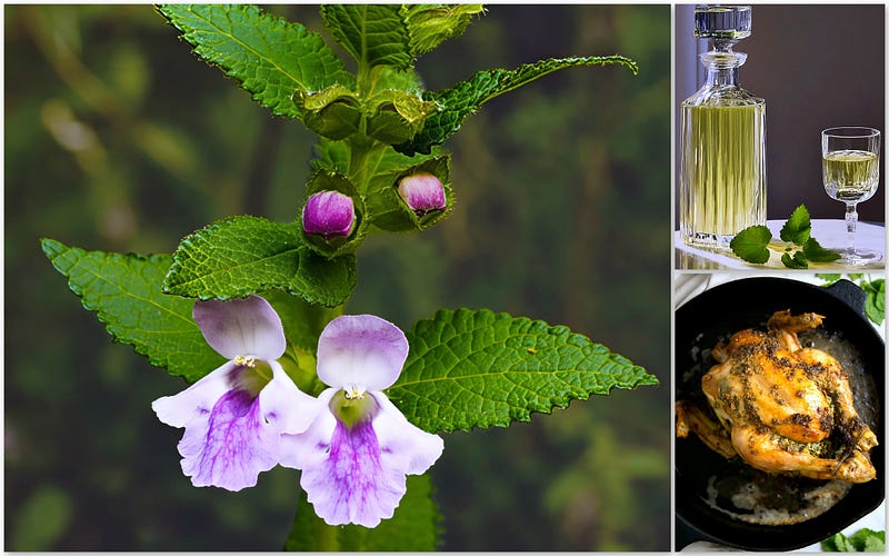 Lemon Balm: The Gentle Green Alchemist of Gardens and Kitchens