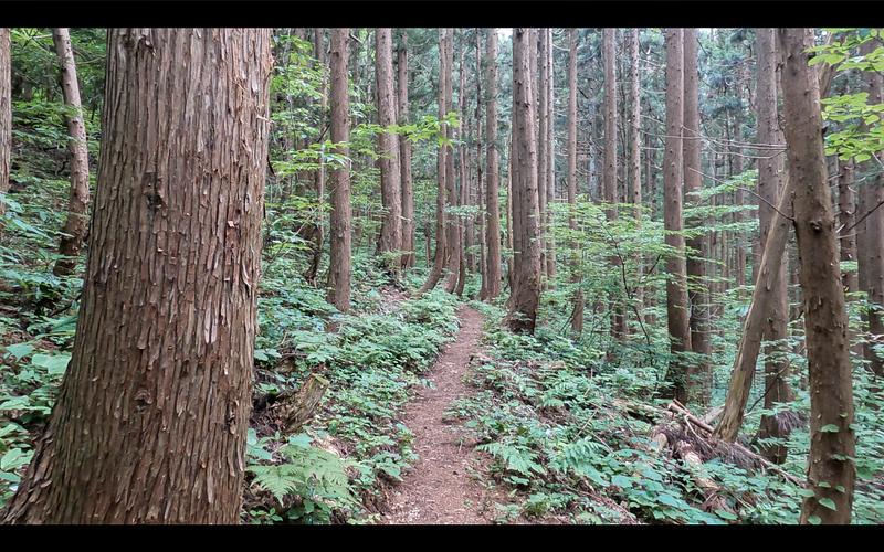 The Nakanomata Trail goes through the deep cedar forests of Mt. Nihonkoku, one of the 100 Famous Mountains of Yamagata in Tohoku, north Japan