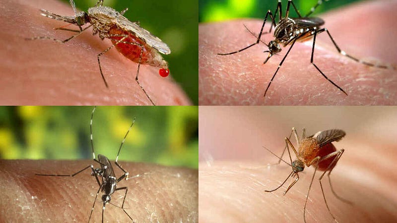 cuatro imagenes de zancudos, todos sobre la piel humana, los cuatro zancudos son transmisores de enfermedades como la malaria, el zika, chicunguña y dengue hemorragico