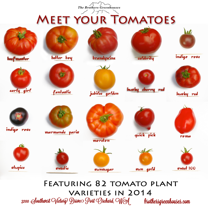 A diagram of different tomato varieties, from Roma to Indigo Rose. These are just a handful of the hundreds of different tomato varieties grown in the Americas.