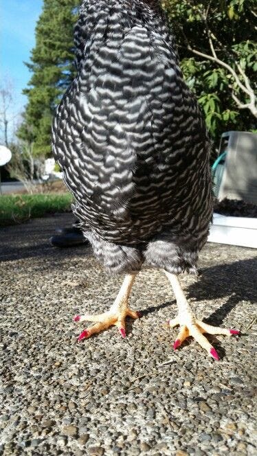 A chicken with painted toe nails. the loopy revolution.