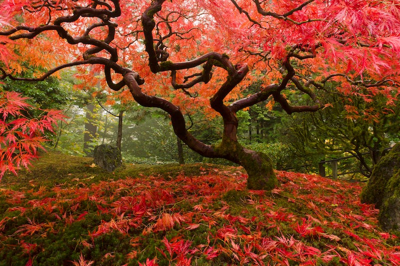 A tree in Japan during the autumn months