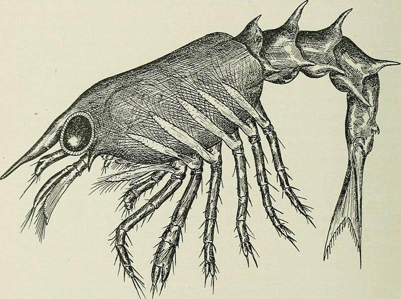 An illustration of a lobster larva from 1898, courtesy of Wikimedia Commons — https://commons.wikimedia.org/wiki/File:Contributions_(1898)_(20063716374).jpg .