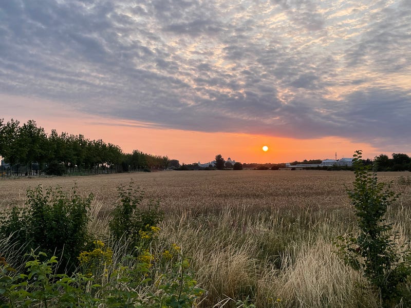 Sunrise in a field.