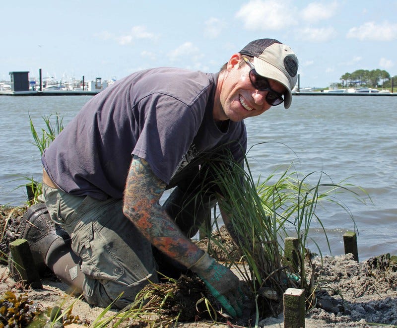Foreground, a man — Joshua Moody with the Partnership for the Delaware Bay — kneels on the shoreline, planting a cluster of tall green grass. He wears a hat and sunglasses. A sleeve of tattoos is visible on his right arm below the short sleeve on his shirt. The ocean is behind him in the images background.