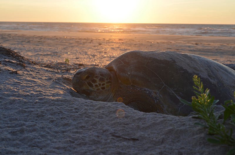 what-you-can-do-to-help-sea-turtles-fish-and-wildlife-service-news