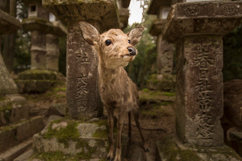 A deer pokes its head out between the stone lanterns that line the pathway to Nara Prefecture’s Kasuga Taisha