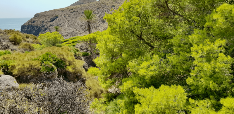 The photo shows green and grey bushes typical of semi-arid, volcanic zones on the Mediterranean coast in Southern Spain. A palm tree appears in the middle and the coastline in the background.