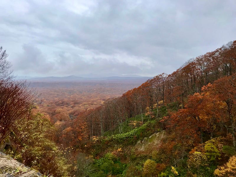 View from above of forest of trees with leaves changing color.