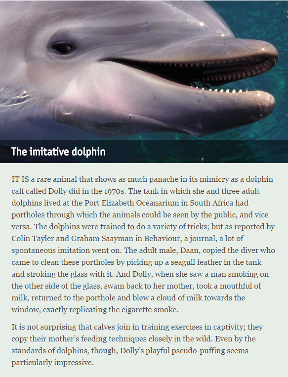 What are some examples of dolphin tricks?