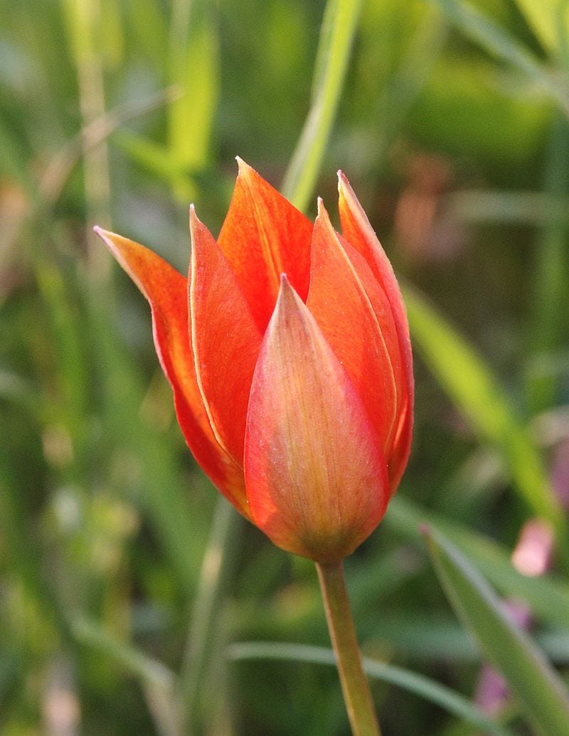 A red tulip in a meadow