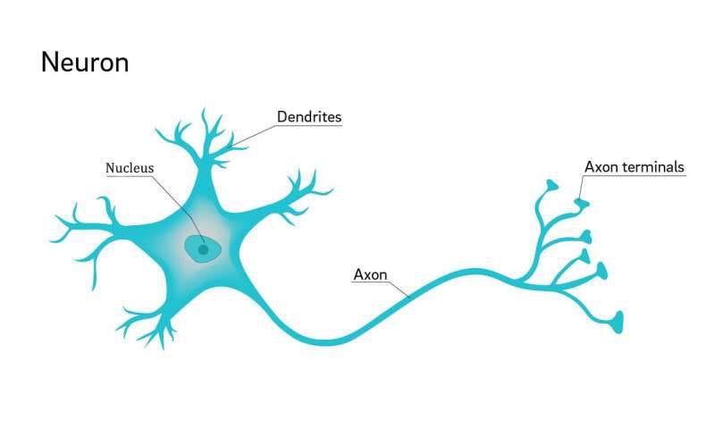 Parts Of Neuron